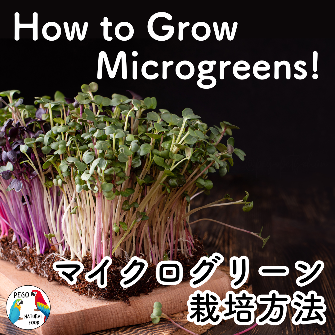 Fresh microgreens with green and purple stems on a wooden board, with text reading “How to Grow Microgreens.”