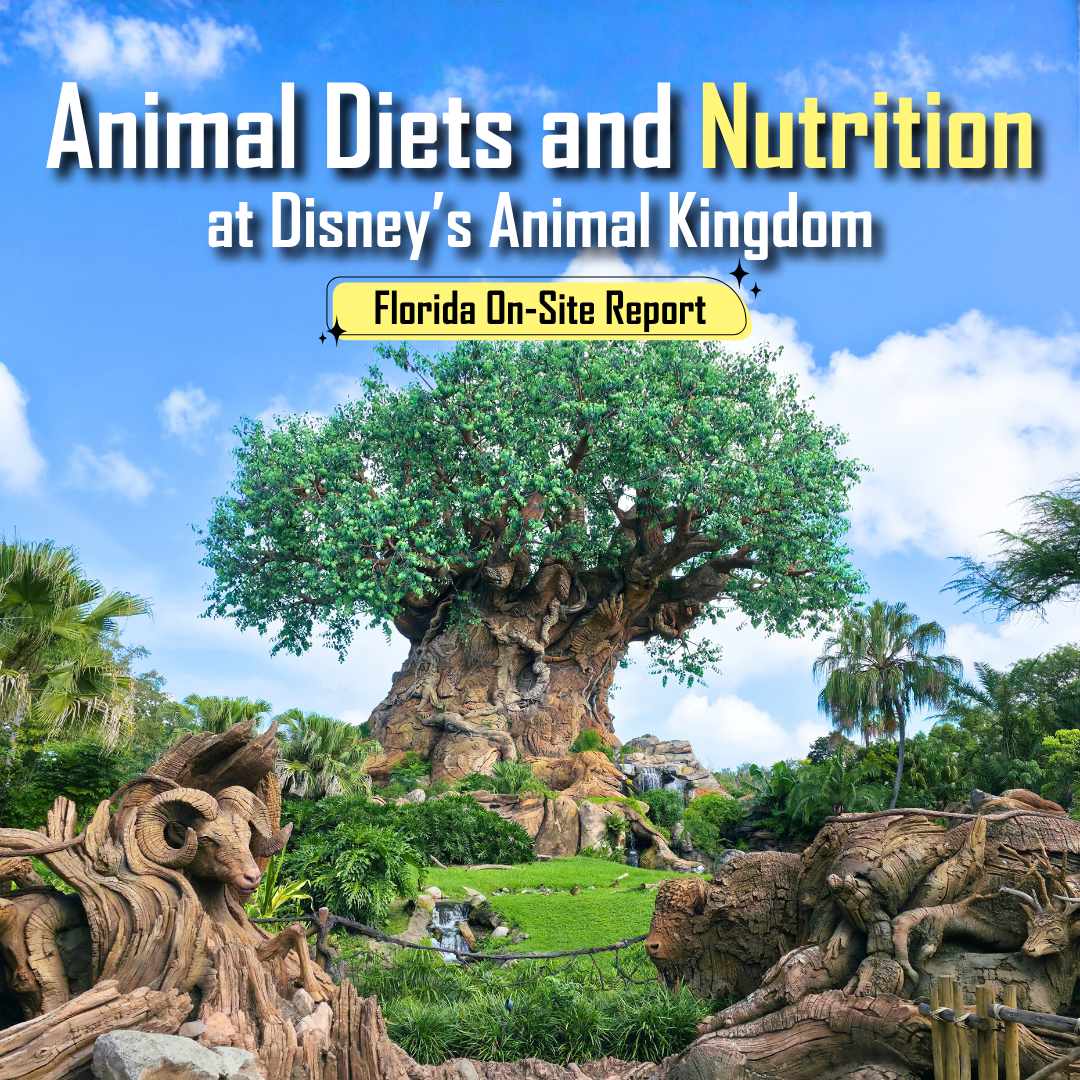 Tree of Life at Disney’s Animal Kingdom in Florida, featured in our on-site report on animal diets and nutrition.