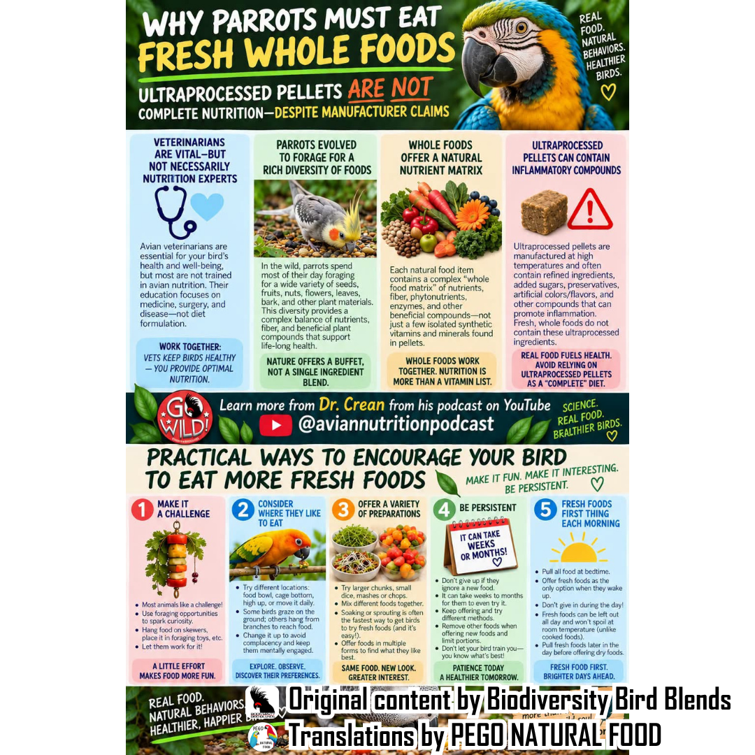 Why Parrots Must Eat Fresh Whole Foods: 5 Ways to Encourage Your Bird to Eat Them