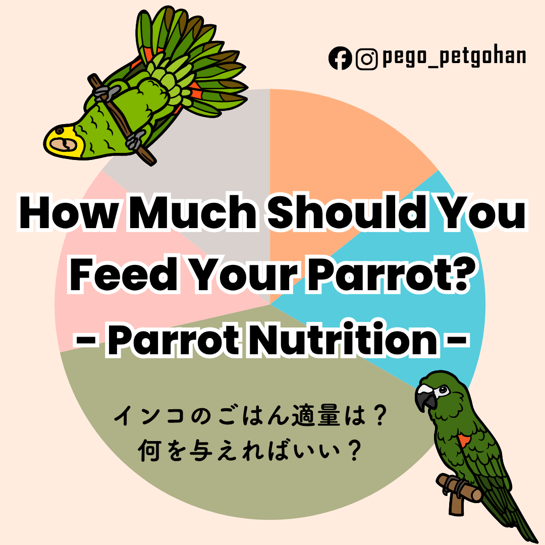 How much should you feed your parrot? Parrot nutrition guide showing diet proportions and feeding balance for parrots