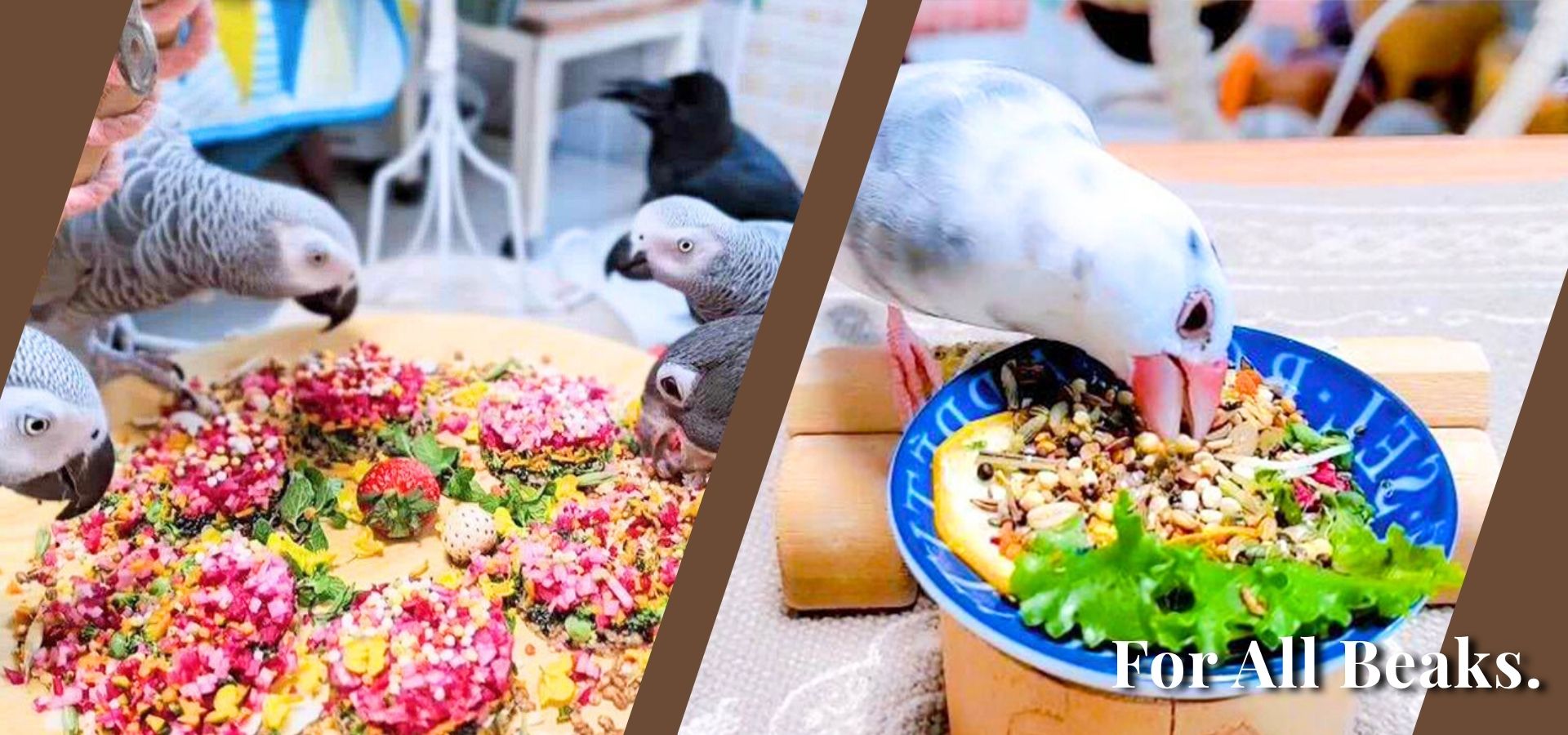 African grey parrot, finch, food, bird, Healthy