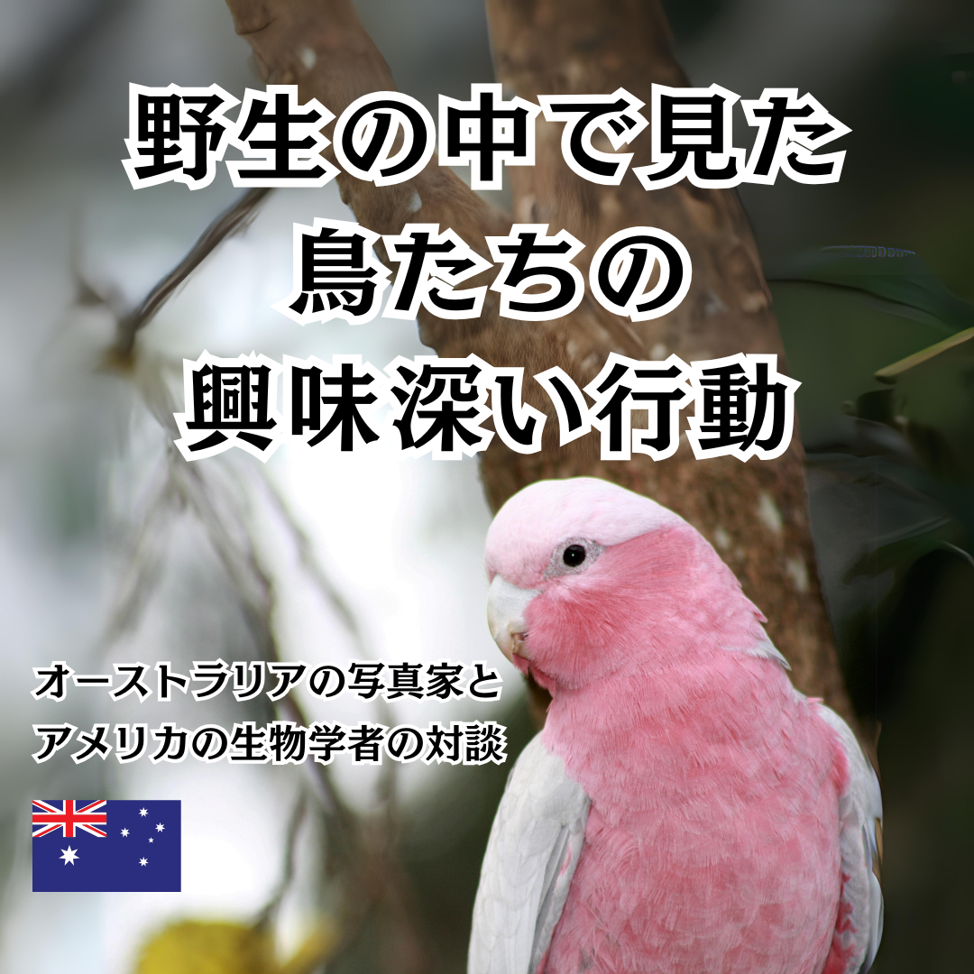 Session 02  オーストラリアの野生のインコ/オウムの生態