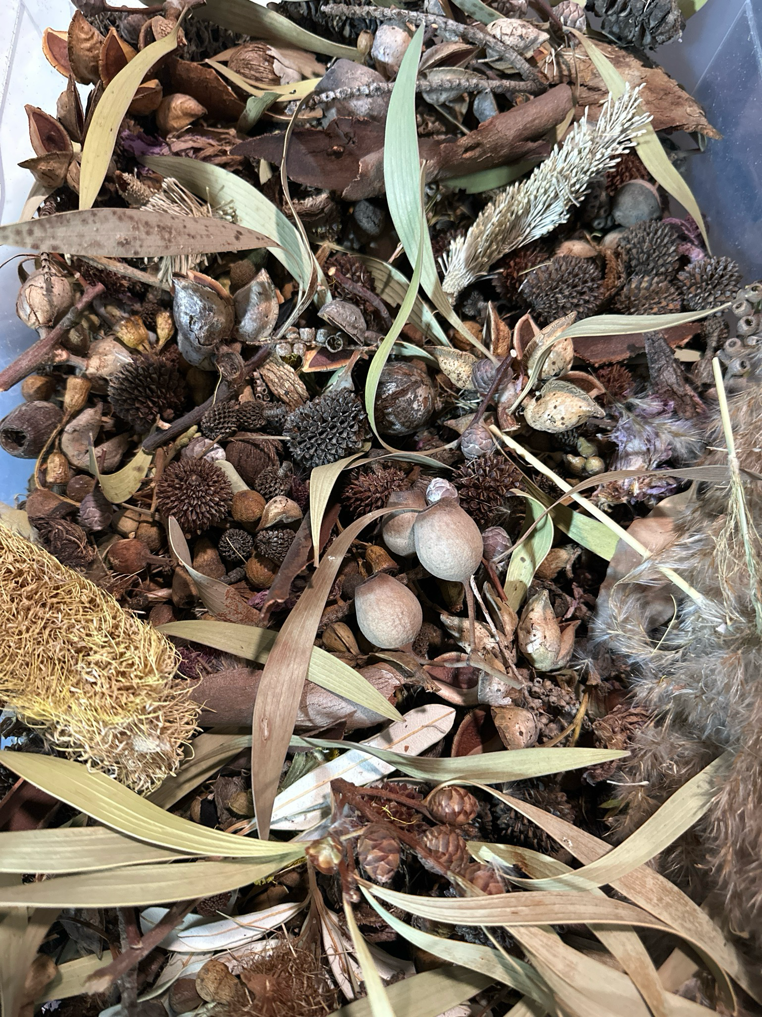 Biodiversity Go Wild Down Under! Australian Foraging Blend ‘Too!