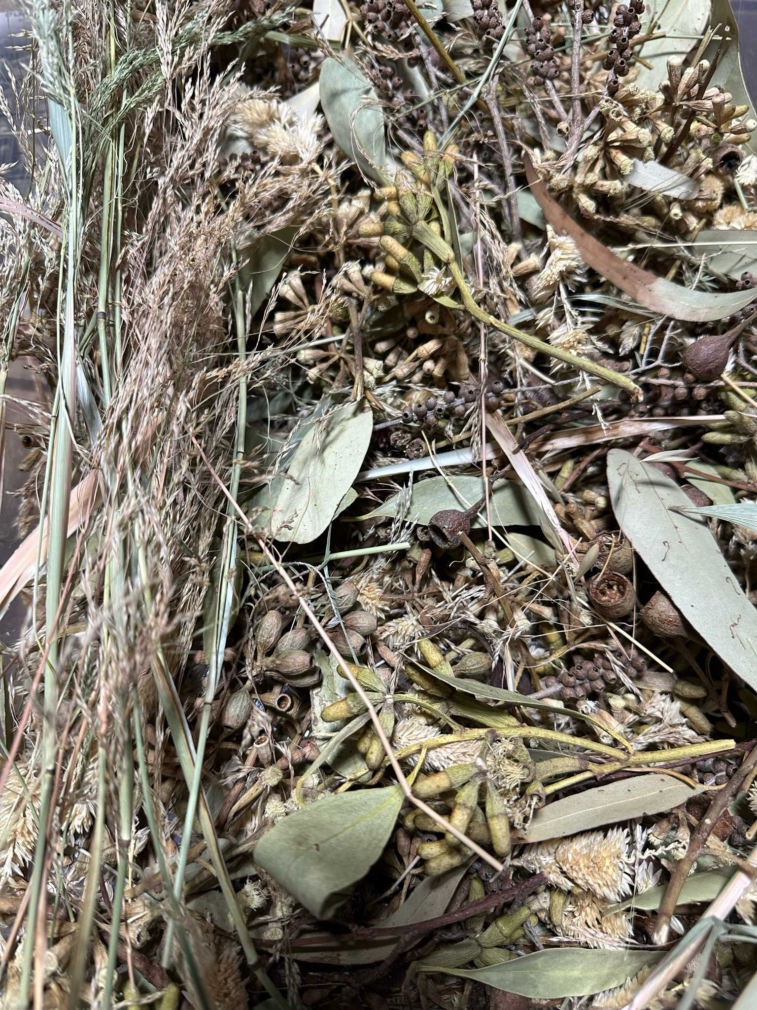 Biodiversity Go Wild! Small CHUNKY Down Under! Australian Foraging Blend