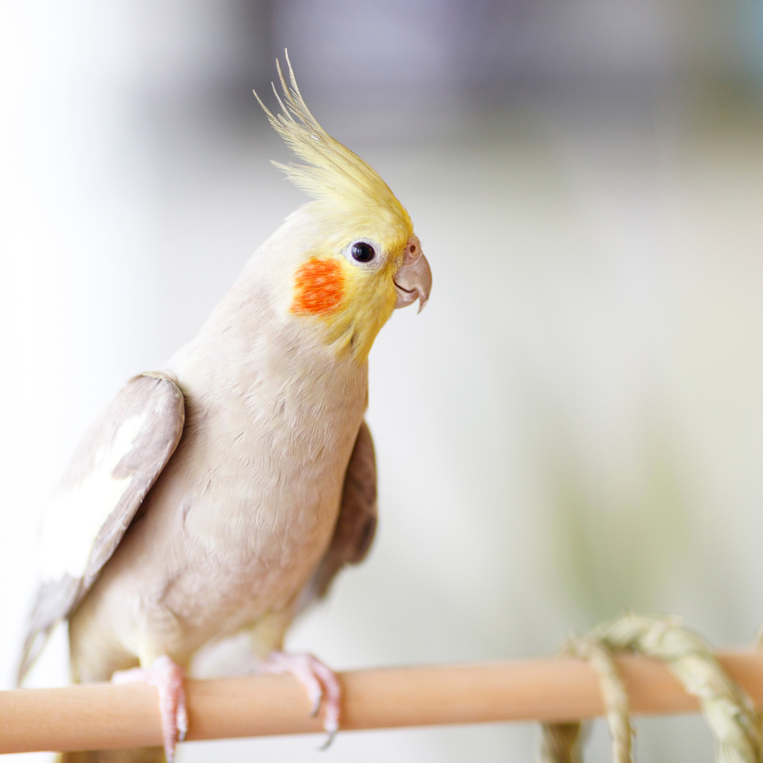 Cockatiel
