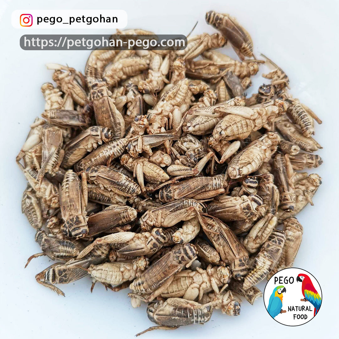 Freeze Dried Crickets