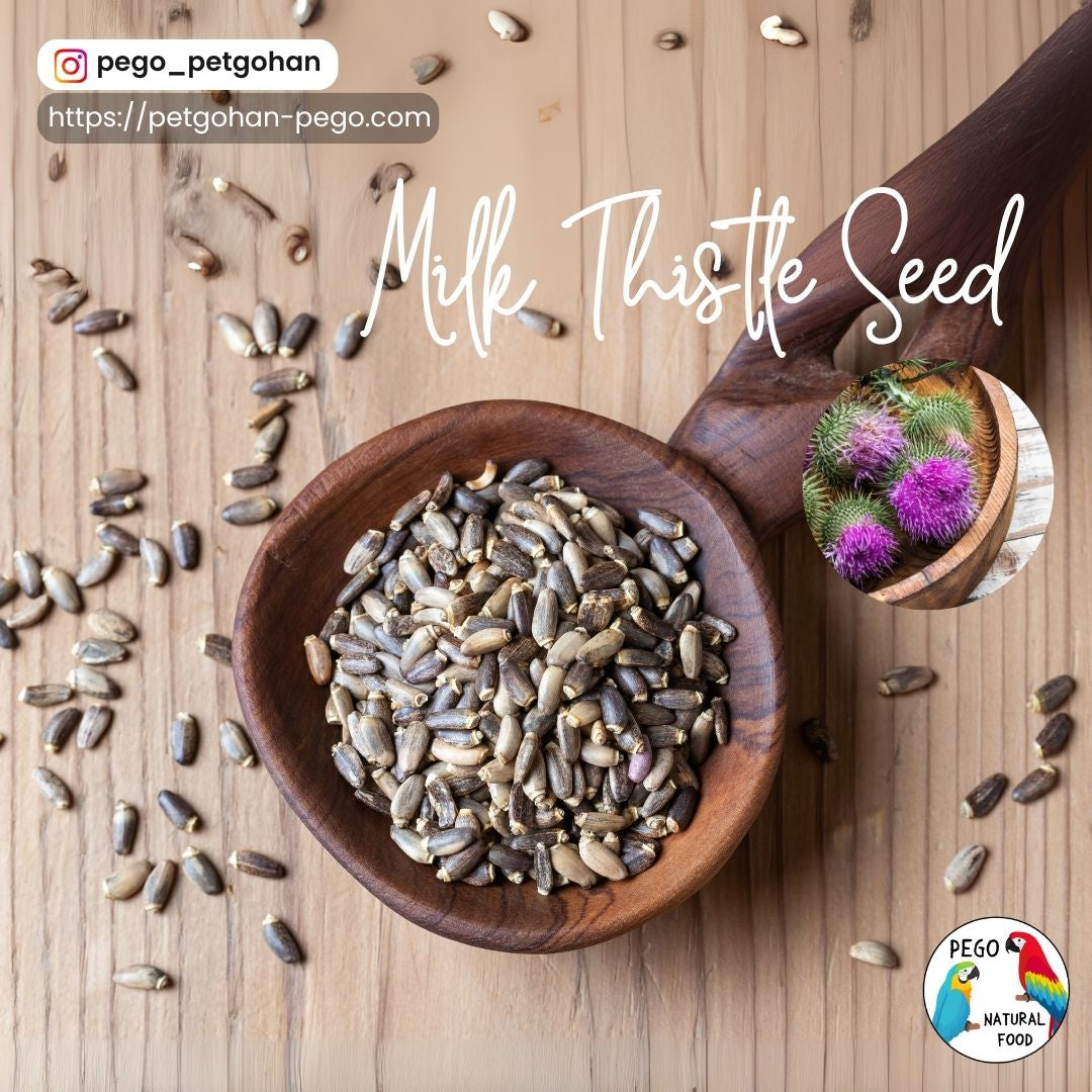 Dried_milkthistle
