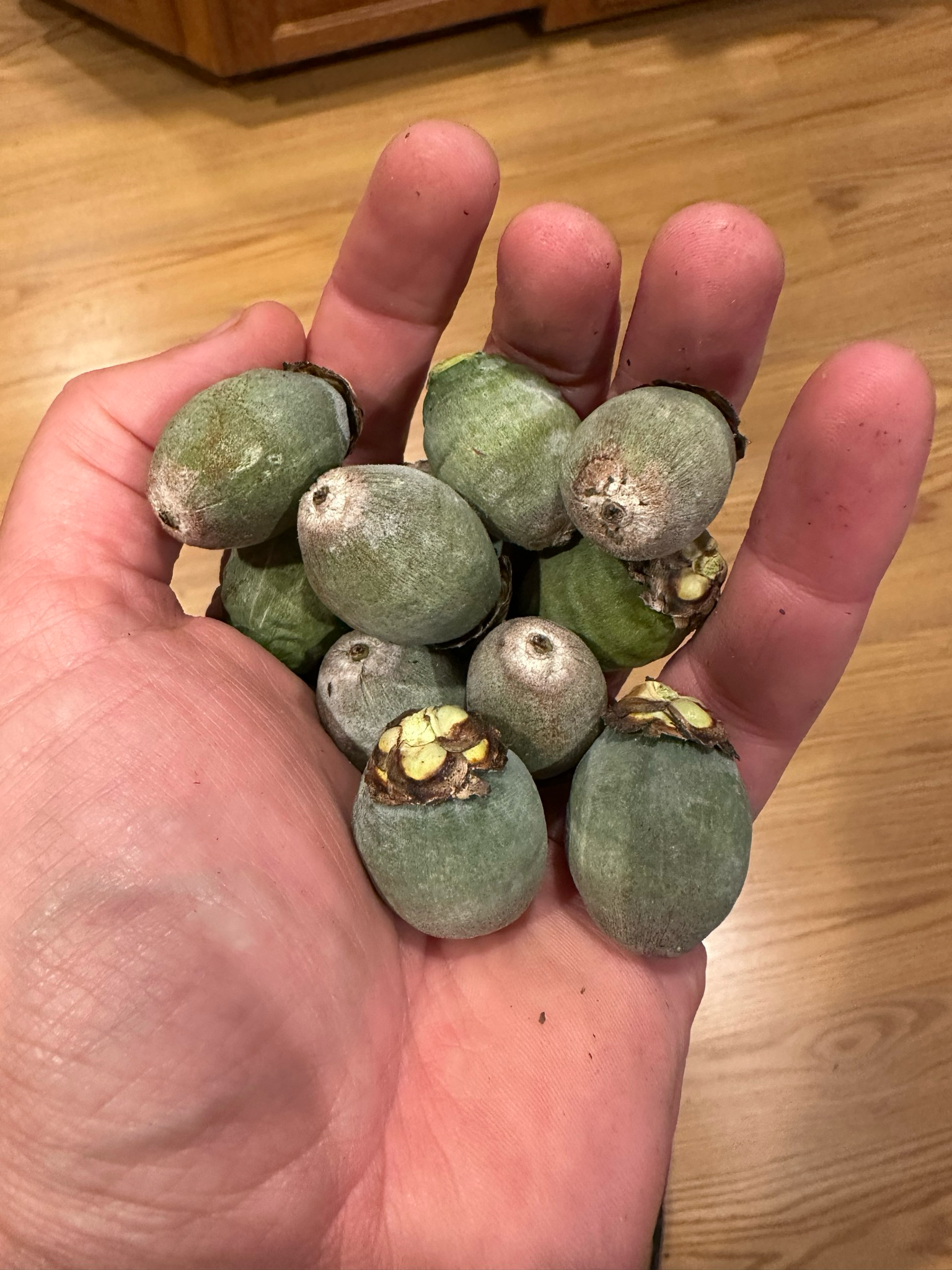 Freeze-dried Palm Nuts