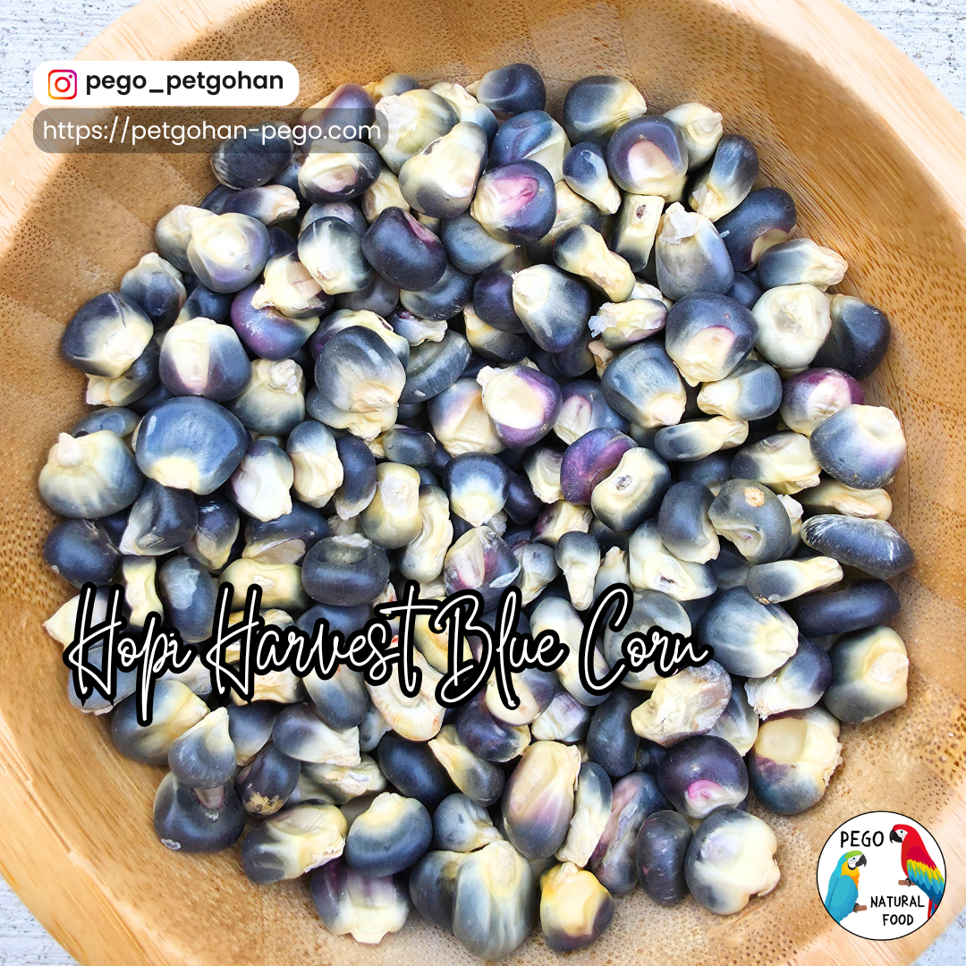 Close-up of whole Hopi Harvest Blue Corn kernels in a wooden bowl, featuring naturally varied indigo, purple, blue-gray, cream, and pale yellow coloring with the distinctive shapes and textures of dried heritage corn.