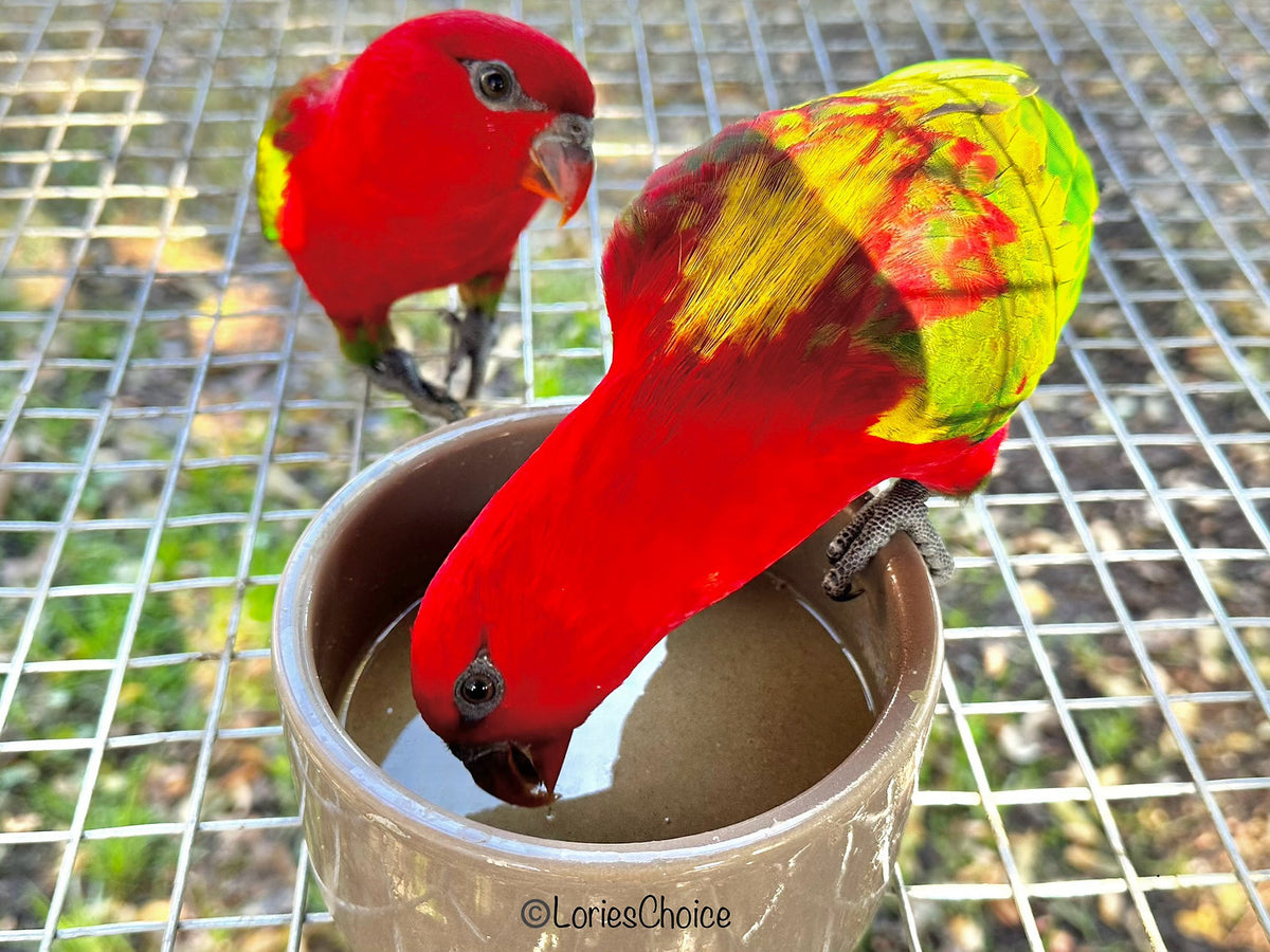 Lory Maintenance Diet
