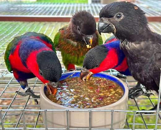 Colorful lory parrots drinking liquid nectar from a bowl placed on a metal cage surface