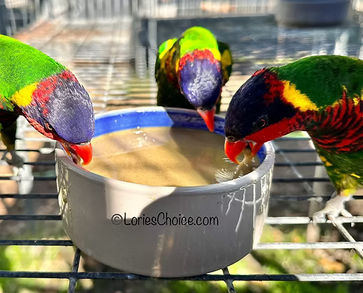 Lory parrots drinking nectar from a bowl placed on a cage top