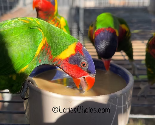 Granular nectar mix with visible small dried pieces labeled “Lory Cuisine Diet”