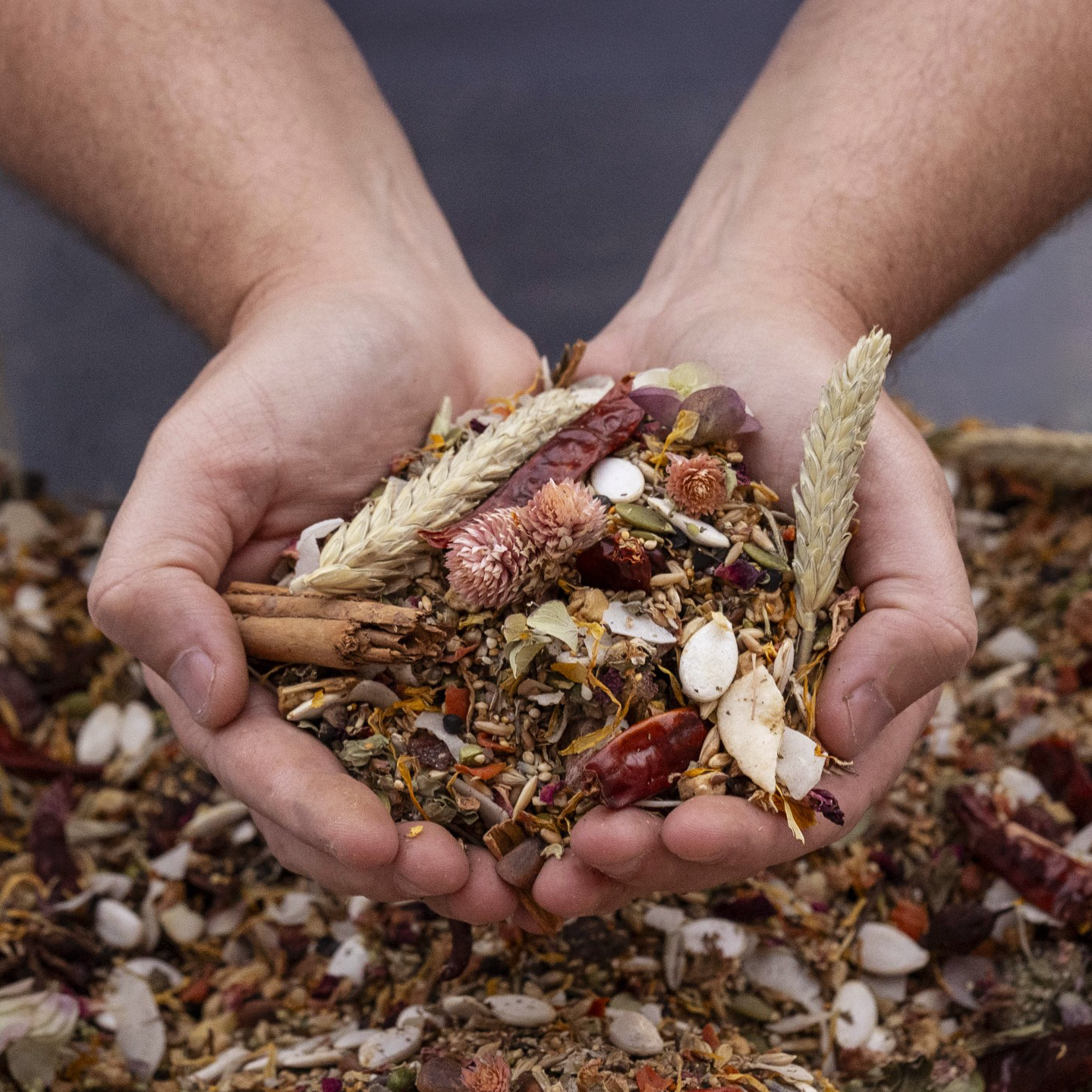 Mixed seeds, grains, nuts, fruits, and herbs for medium parrots; whole-food, diverse textures and colors