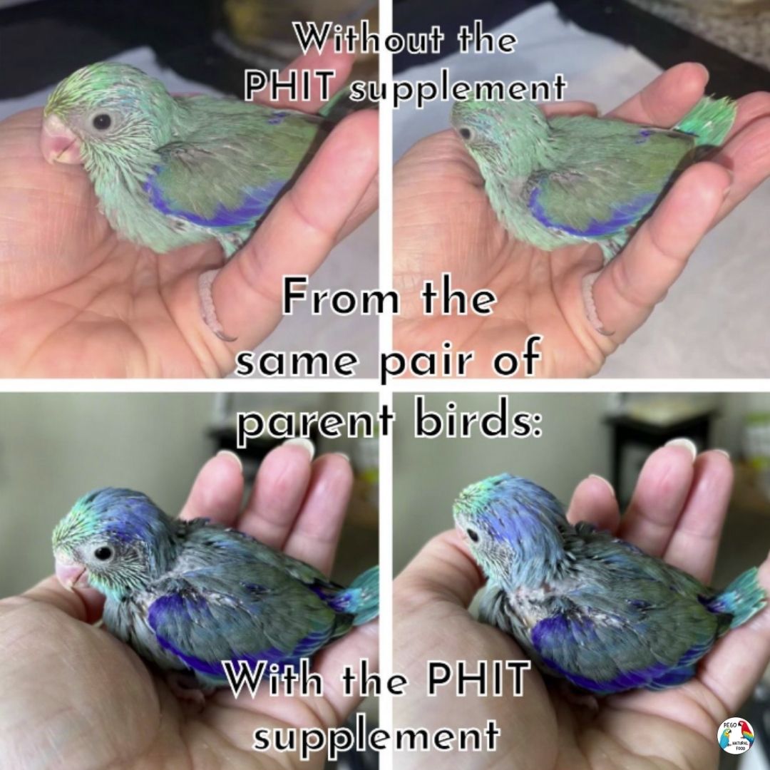 PHIT powder being mixed into handfeeding formula to support weight, skin, and feather quality