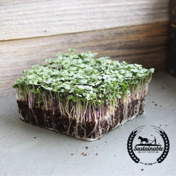 Seeds/シード各種