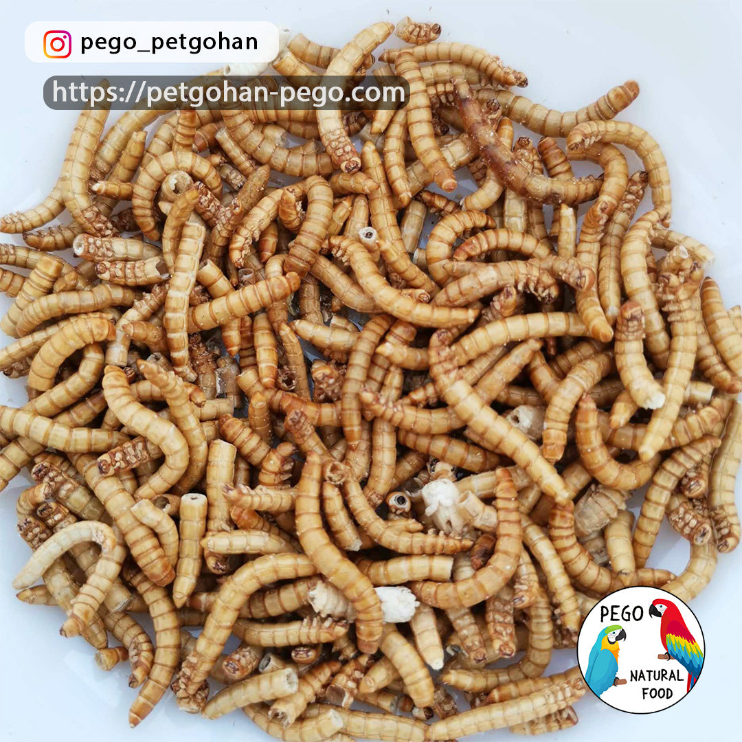 Freeze Dried Mealworms