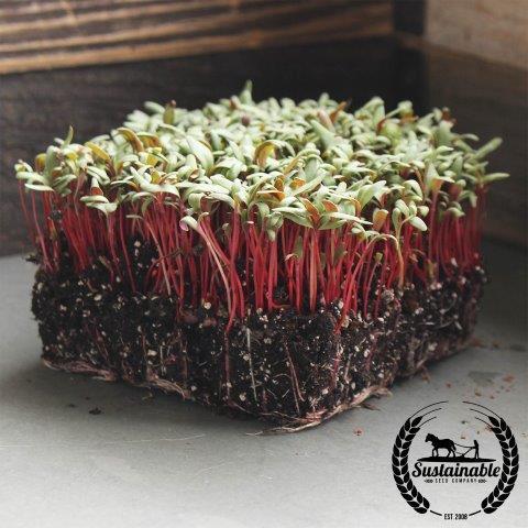 Seeds/シード各種