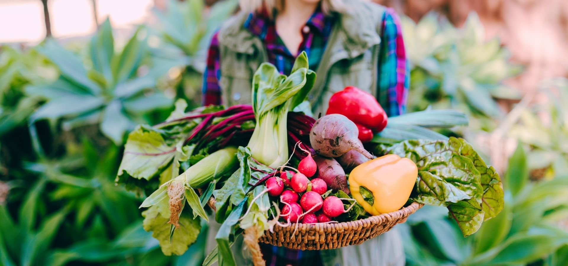 vegetable, pok choy, radish, bell pepper, kale, chard, beets, corn