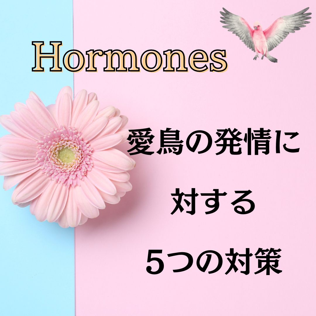 愛鳥の発情について。5 つの方法