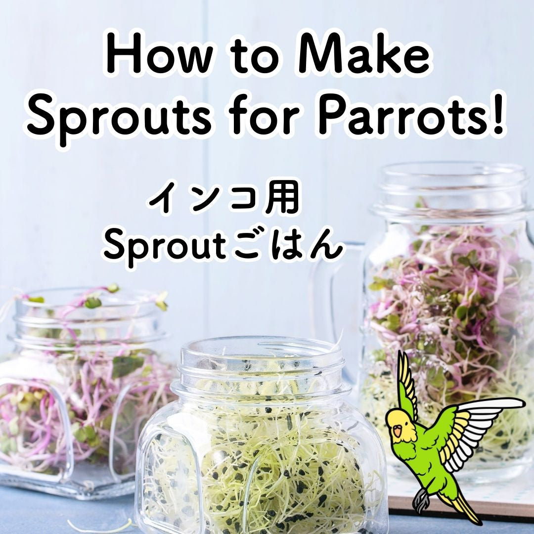 How to Make Sprouts for Parrots.