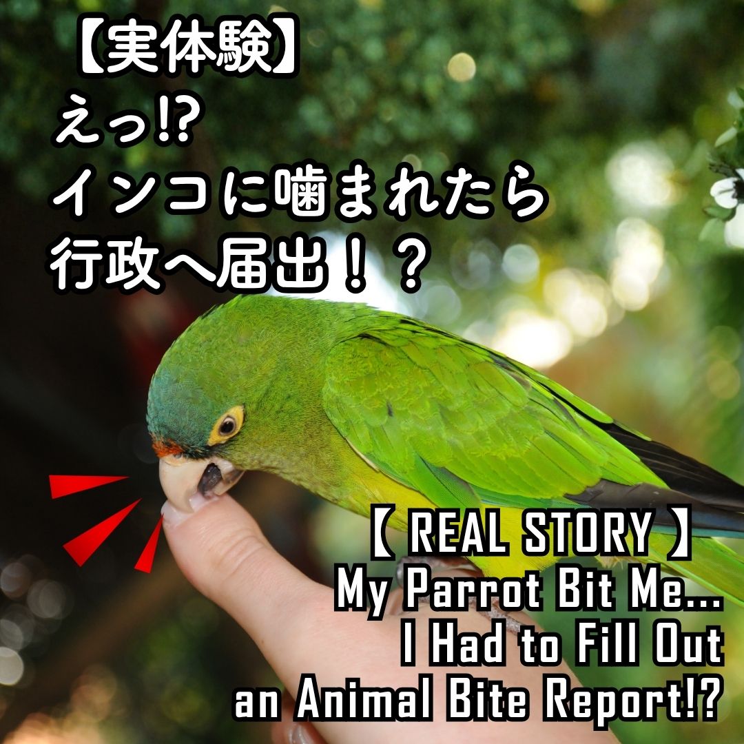 Green pet parrot biting a person's finger, cover image for a blog about a real-life parrot bite, hospital visit, and Animal Bite Report in the United States.