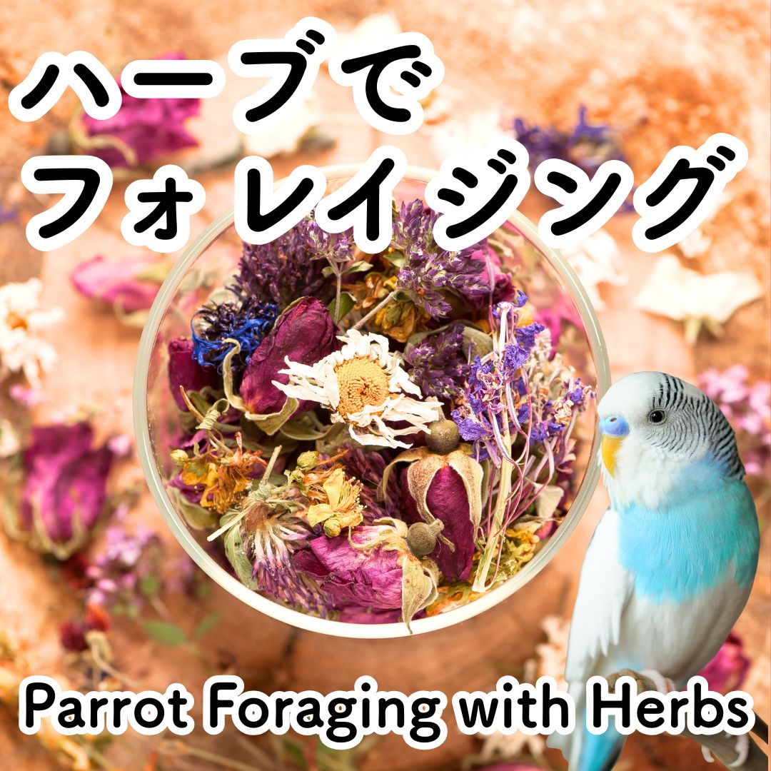 Parrot Foraging with Herbs