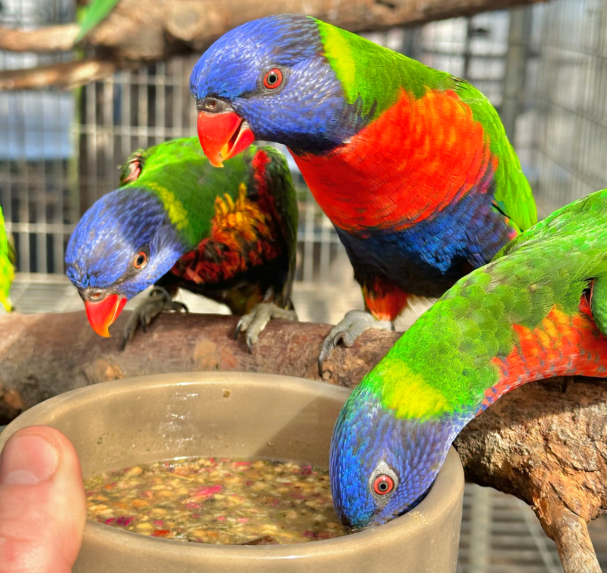 Lory Cuisine Diet