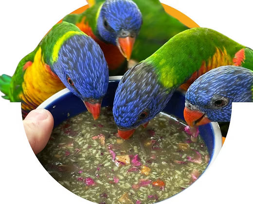 Close-up of textured nectar mix labeled “Lory Cuisine Diet” with small dried pieces in the blend