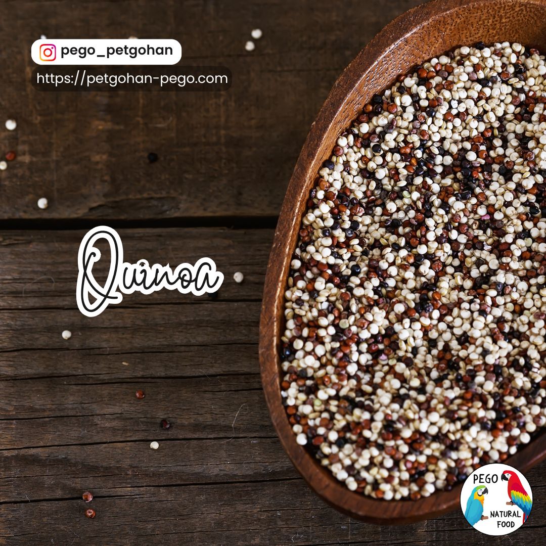 A photo of tri-color quinoa. Presented as a high-protein superfood with a well-balanced profile of essential amino acids, rich in minerals such as iron, magnesium, and zinc, as well as B vitamins, helping support molting, feather and muscle health, and gut function in birds.