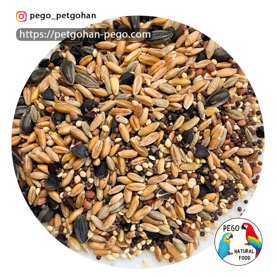 A round view of mixed seeds used for Parrot feeding, showing natural grains that offer balanced nutrition for daily diets