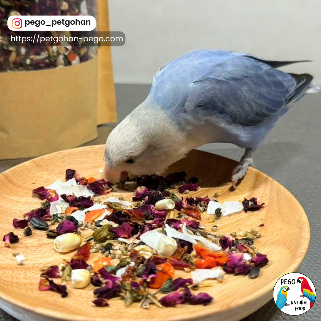 Blue-and-white lovebird eating a dry whole-food blend from a wooden plate with oat groats, red and green pepper flakes, carrot, rose petals, barley flakes, coconut, freeze-dried sweetcorn, and lemon balm.